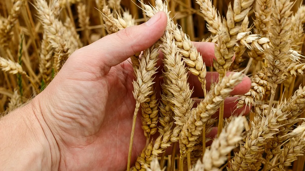 Cu cât a scăzut prețul grâului în județul Olt, în ultima săptămână. Producția medie ajunge la 4,5 tone/ha