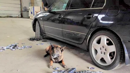 Câinele „Nero” al Poliției de Frontieră din Moldova, campion la descoperirea transporturilor de țigări de contrabandă