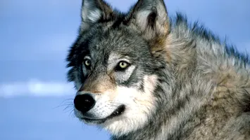 Lupii au readus viața în pădurile dintr-un parc natural: un val de plopi tremurători apare după 80 de ani