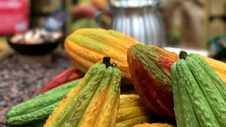 Un producător de dulciuri oferă bani pentru a limita exploatarea copiilor care cultivă cacao