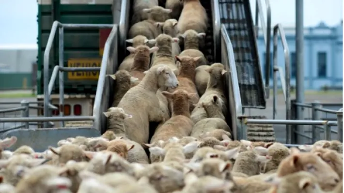 Premieră pentru exporturile românești: Algeria vrea și carne de oaie, nu doar animale vii