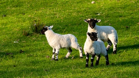 Paște 2026 cu prețuri record la carnea de miel: Cât vor plăti românii pentru un kilogram și ce spun ciobanii