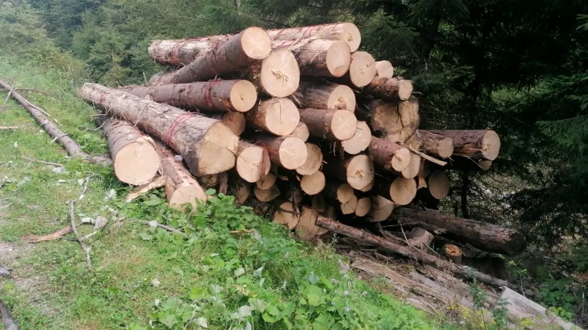 Suceava: Două transporturi de material lemnos fără acte de proveniență identificate în ultimele 24 de ore