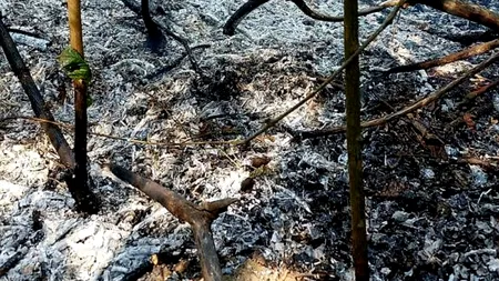 Mobilizare a pompierilor din trei județe, la un incendiu de pădure, în Giurgiu