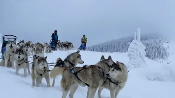 Top 10 rase de câini cu cea mai mare forță: ce spun experții
