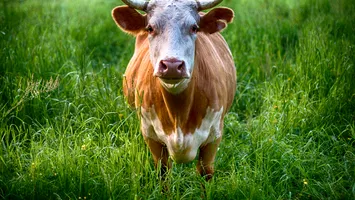 Boală rară, asemănătoare leucemiei umane, confirmată într-o fermă din Bihor. DSVSA: E foarte greu de depistat!