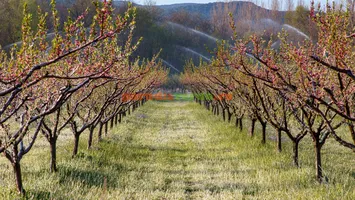 Ministerul Agriculturii cere un sprijin de urgență de 50 de milioane de euro