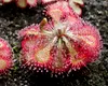 Planta carnivoră care seduce și devorează prin „picături de rouă”