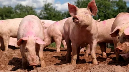 Trei focare de pestă porcină africană confirmate în Constanța