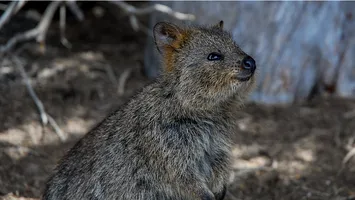 Quokka, „cel mai fericit animal din lume”, face furori pe internet