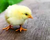 Patron austriac, dus în pragul falimentului de un român. Cum s-a răzbunat bărbatul după ce a fost concediat