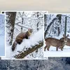 Fauna sălbatică, surprinsă de Romsilva, în zone greu accesibile din pădurile României (FOTO)