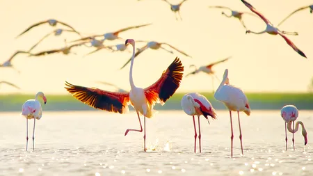 Apariție rară: o colonie de flamingo roz a poposit în Delta Dunării