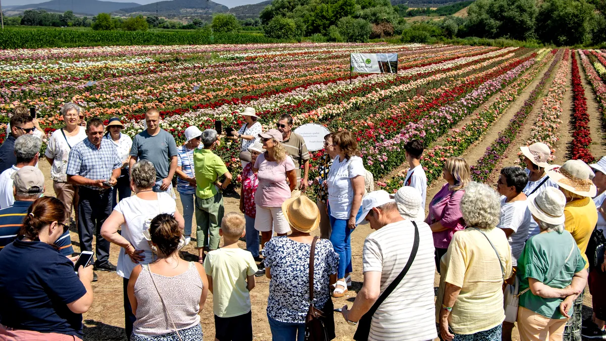 Satul care a devenit „capitala trandafirilor” din România