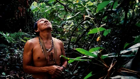 De ce anume se face „vinovată” pădurea amazoniană