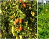 Un fruct exotic se adaptează în România și cucerește rafturile magazinelor