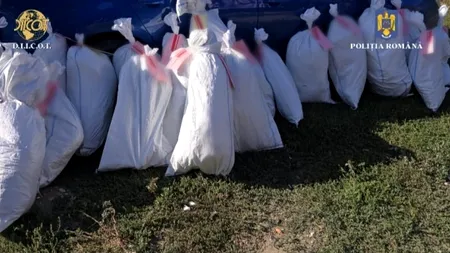 Cultură de canabis în solarul din curtea casei