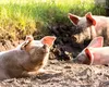 Guvernul impune reguli stricte pentru producătorii de carne de porc în lupta cu pesta porcină