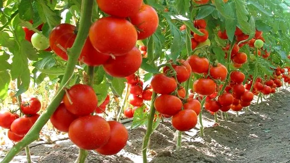 Programul Tomata 2022: Se reduce cantitatea ce trebuie vândută la 3.000 kg, în Ciclul I și se modifică perioada pentru Ciclul II