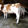 Rabie confirmată la o vacă dintr-o gospodărie din Neamț. Ce se întâmplă cu animalele din zonă