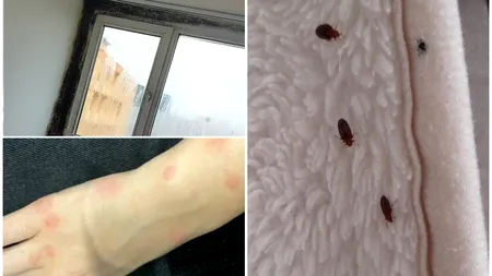 Căminele de la Grozăvești, sub invazia șoarecilor, ploșnițelor și a gândacilor