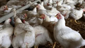 OMS îndeamnă la vigilență sporită față de gripa aviară