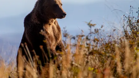 Unde va fi Primul Oraș Bear Smart din România