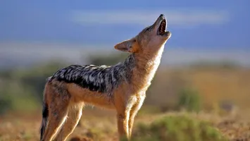 Invazie de şacali într-un judeţ din ţară. Proprietarii de animale, sfătuiți să-și păzească bine gospodăriile