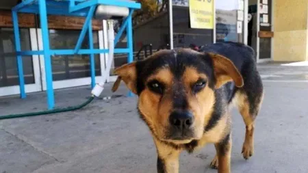 Caz emoționant: Un câine și-a așteptat stăpânul în fața spitalului timp de o lună