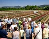 Satul care a devenit „capitala trandafirilor” din România