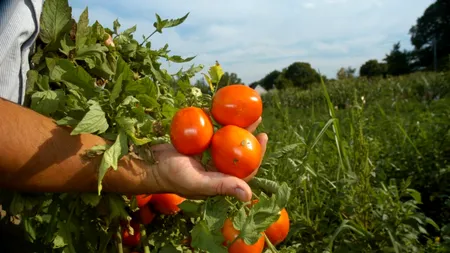 Caz: Un grup cu ramificaţii în România şi Italia a deturnat banii din fonduri UE, destinați cultivării roșiilor
