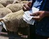 Ciobanii au primit deja despăgubiri pentru secetă de 39,5 milioane de euro