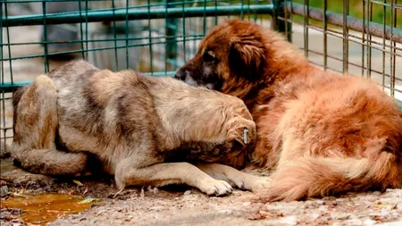 Peste 30 de organizații pentru protecția animalelor cer oprirea urgentă a eutanasierii câinilor din România