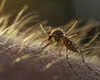Virusul West Nile a făcut 12 victime în Italia
