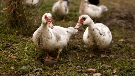 Europa se confruntă cu cea mai devastatoare gripă aviară din istorie