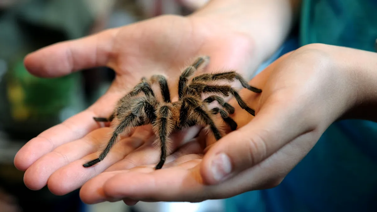 Expoziţia de tarantule de la Timişoara are un succes „monstru”. De ce vin mii de vizitatori