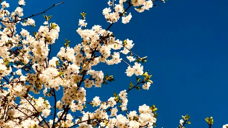 Primăvară timpurie în România: Prognoza ANM anunță temperaturi peste medie până la finalul lunii martie