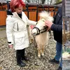 Olguța îi trimite pe craioveni la plimbare printre ponei și căprioare