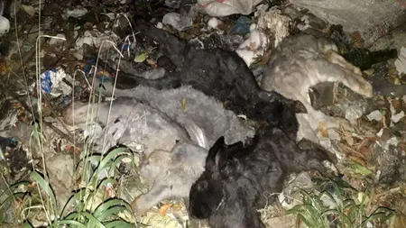 350 de raţe şi 60 de iepuri au murit într-un incendiu izbucnit într-o gospodărie din Botoșani
