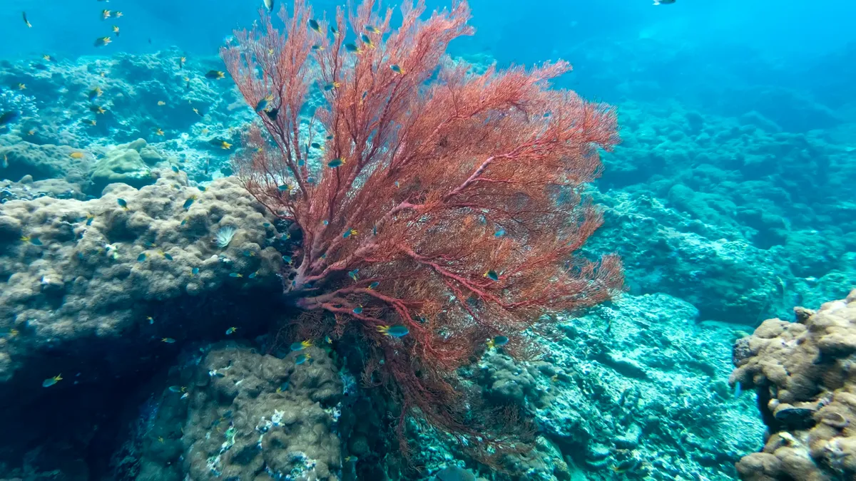 Aciditatea oceanelor a ajuns la un nivel care pune în pericol viețuitoarele marine