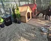 O tânără, care a renunţat la cariera militară, a deschis o pensiune canină și se dedică dresajului de câini