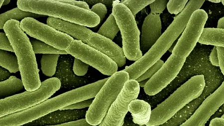 Încălzirea climatică și Vibrio vulnificus, bacteria ”devoratoare”