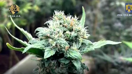 Operațiunea Verde: În judeţul Buzău a fost descoperită o nouă cultură de marijuana!