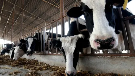 Clonele chinezilor:Super-vaca. Promite o producție record de lapte