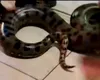 Anaconde de cinci metri și alte reptile periculoase, confiscate dintr-un apartament. Proprietarul e de negăsit