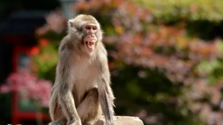Alertă într-un oraș din Japonia: Copii și adulți atacați de macaci