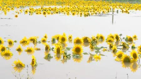 Agricultorii au pierdut în inundații culturile de porumb și floarea soarelui nerecoltate și rapița și soia, recent însămânțate