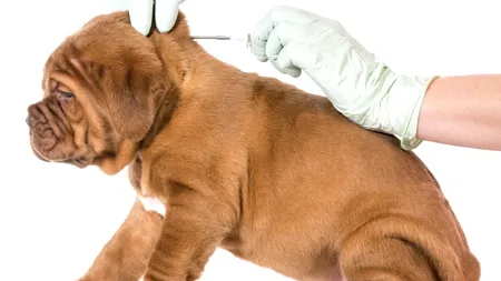 Campanie de sterilizare a câinilor în județul Ilfov! Este complet gratuit