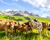 Turistă ucisă de vaci în Alpii austrieci