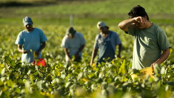 Sprijin pentru agricultură: 501 milioane de euro pentru investiți